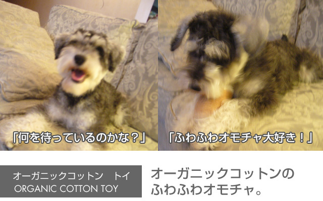 オーガニックコットンTOY