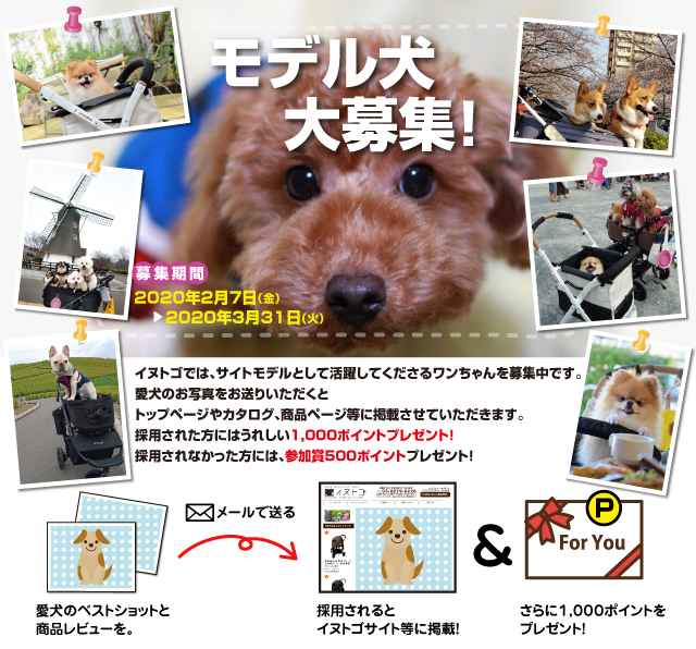 2020モデル犬募集