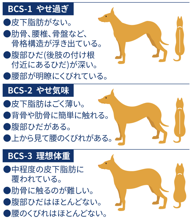 犬の肥満 BCS 01
