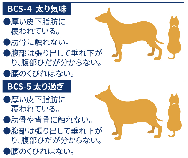 犬の肥満 BCS 02