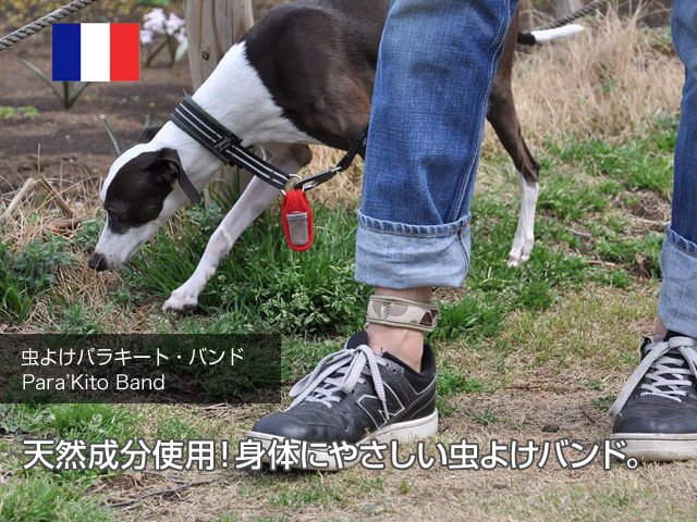 パラキート・バンド・メイン