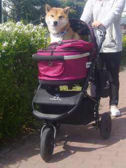 AirBuggy for Dog