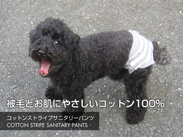 コットンストライプサニタリーパンツ