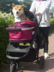 Air Buggy for Dog／滑らかな走行性